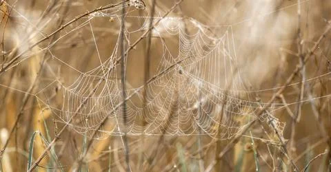 Spiderweb In Autumn Grass Stock Photos