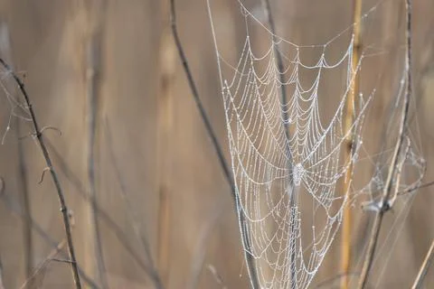 Spiderweb In Autumn Grass Stock Photos