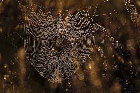 Spiderweb in autumn Stock Photos