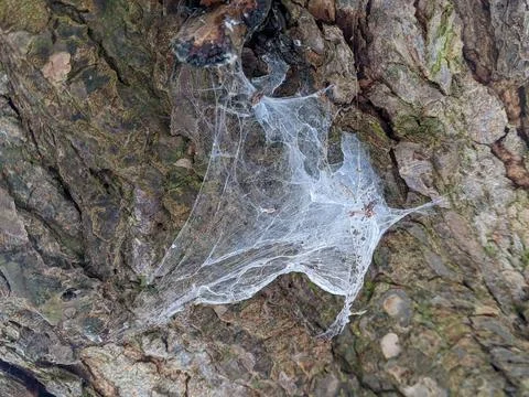 A Spiderweb on the Bark of a Tree 스톡 사진