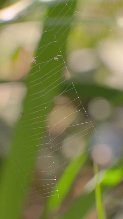 A spiderweb being rocked by a soft wind Stock Footage 337169894