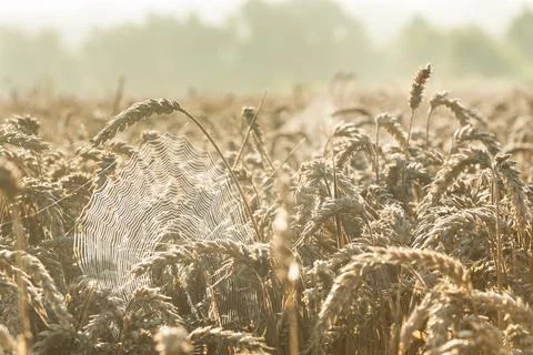 SpiderWeb Between Ears of Wheat Stock Photos