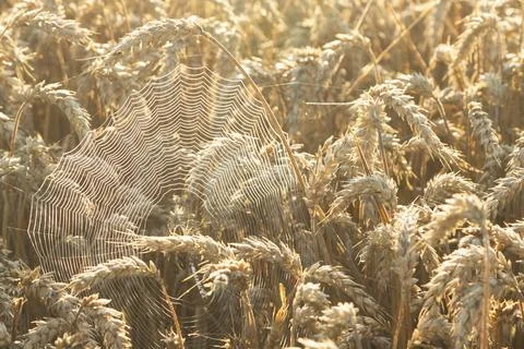 SpiderWeb Between Ears of Wheat Stock Photos
