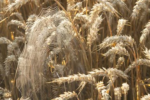 SpiderWeb Between Ears of Wheat Stock Photos