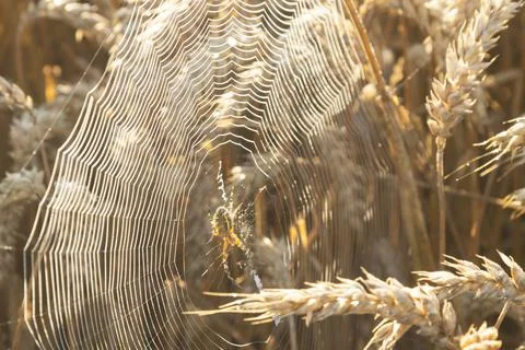 SpiderWeb Between Ears of Wheat 写真素材
