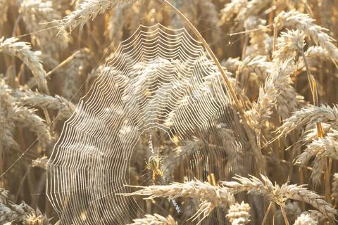 SpiderWeb Between Ears of Wheat Stock Photos