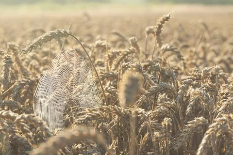 SpiderWeb Between Ears of Wheat Stock Photos