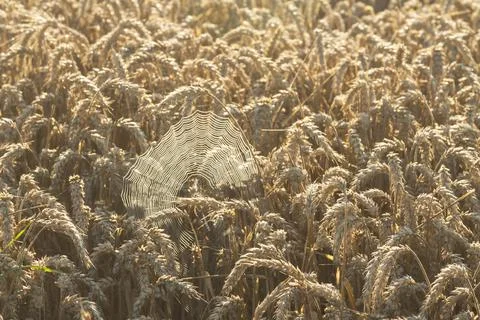 SpiderWeb Between Ears of Wheat Stock Photos