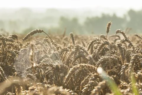 SpiderWeb Between Ears of Wheat Stock Photos