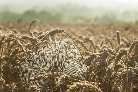 SpiderWeb Between Ears of Wheat 写真素材