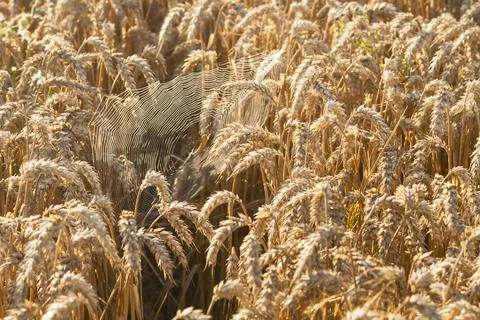 SpiderWeb Between Ears of Wheat Stock Photos