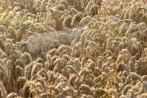 SpiderWeb Between Ears of Wheat Stock Photos