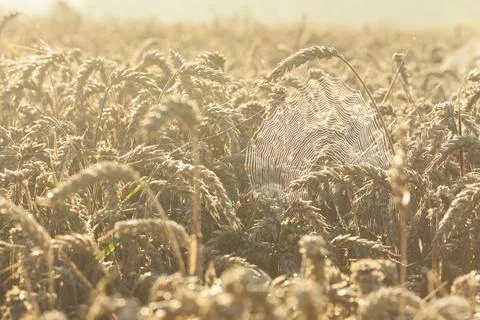 SpiderWeb Between Ears of Wheat Stock Photos