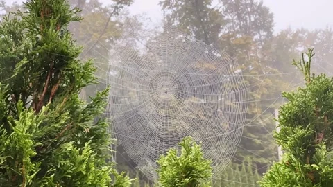 Spiderweb Between Thuja Branches at Dawn Concept of Connection and Subtle Work Vídeos de archivo 336466480