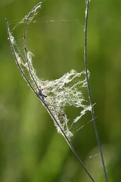 Spiderweb between two dry branches close-up of Stock Photos