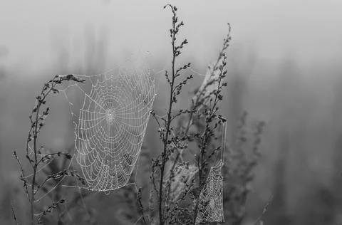 Spiderweb between two plants early in the morning. Drops of dew on a web. Black Stock Photos