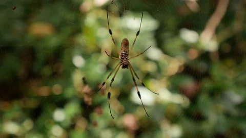 Spiderweb with big spider in jungle 스톡 동영상 128974992