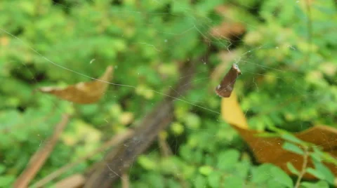 Spiderweb Blowing In Breeze Stock-Footage 1085497