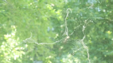 Spiderweb blowing in the wind on a dirty window glass Stock Footage 337982287