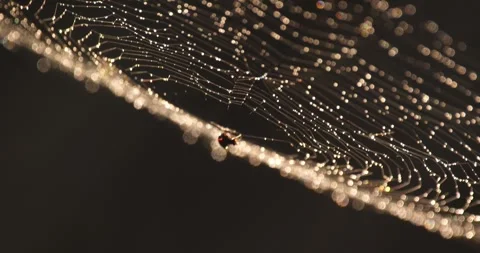 Spiderweb blowing in the wind with glowing pearls dew drops, spider in middle Stock Footage 295979064
