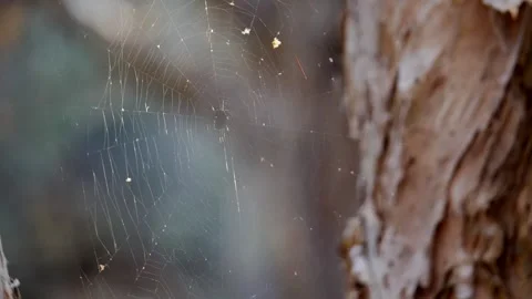 Spiderweb blowing in the wind in slow-motion Stock Footage 220380746