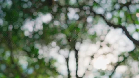 Spiderweb blowing in the wind under a tree Stock Footage 237576017