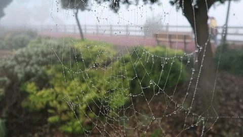 Spiderweb blows in the wind, covered in heavy the morning dew Stock Footage 108110731