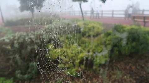 Spiderweb blows in the wind, covered in heavy the morning dew. Stockbeeldmateriaal 108110755