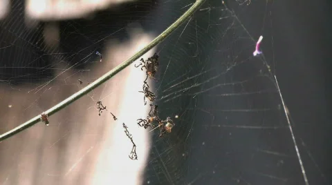 Spiderweb in the Breeze Video stock 612444