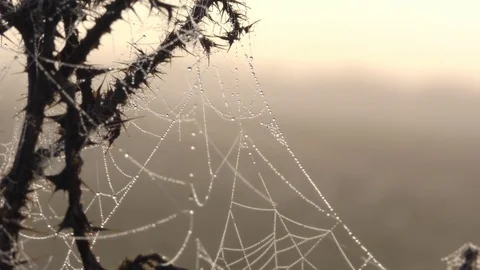 Spiderweb on a bush branch Vídeos de archivo 85383761