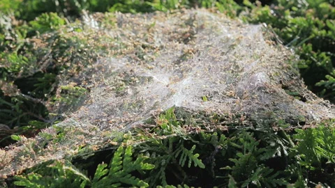 Spiderweb on the bush. Stock Footage 92103854