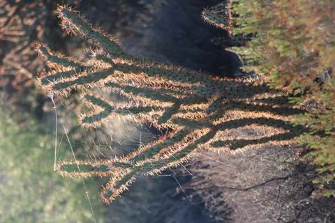 Spiderweb in Cactus Stock-Fotos