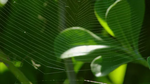 SPIDERWEB CLOSE UP (GREEN LEAVES) # 2 Stock Footage