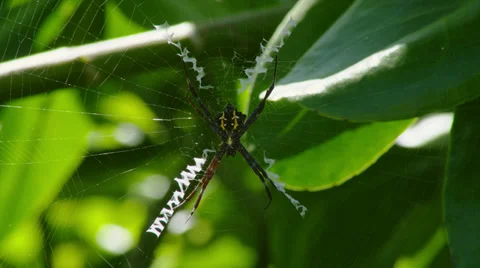 SPIDERWEB CLOSE UP (GREEN LEAVES) Stock Footage
