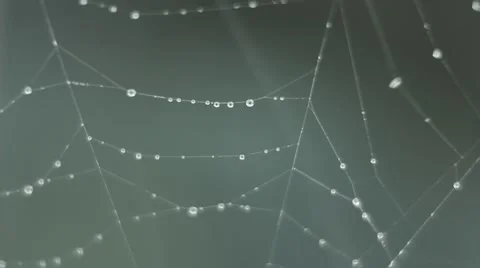 Spiderweb close-up with rain drops Stock Footage 56021656