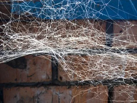 Spiderweb closeup in brick rustic barn Stock Photos