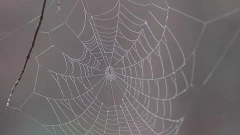 Spiderweb closeup Stock Footage 148543609