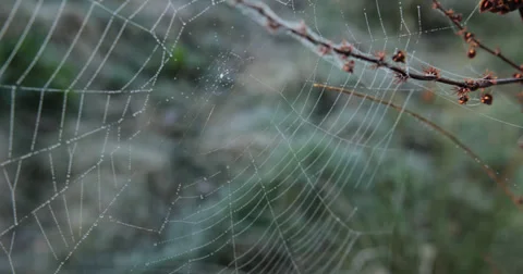 Spiderweb closeup in the wild Video stock 38009389