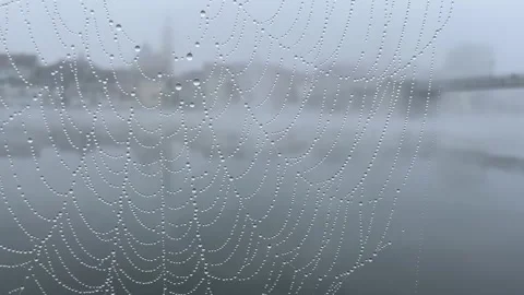Spiderweb. Cobweb. Panorama of a German city in background. Stock Footage 223178802