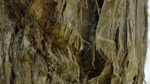 Spiderweb Cobweb Texture on Tree Trunk, Native Bush, South Australia Stock Footage 235979973