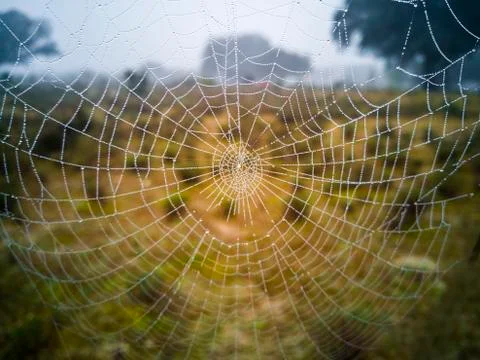 Spiderweb, cobweb, web Stock Photos