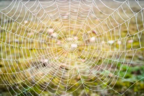 Spiderweb, cobweb, web, Stock Photos