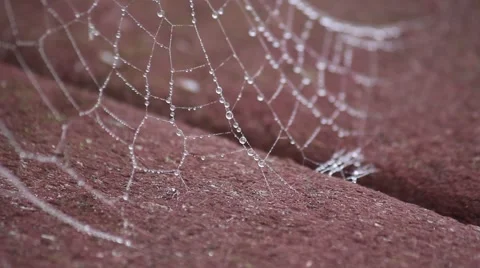 Spiderweb Covered in Dew Connected to Boards Stock Footage 60114515