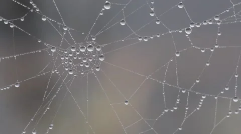 Spiderweb Covered in Spheres of Dew Stock Footage 60114526