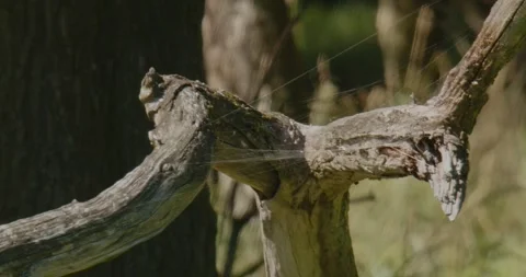 A spiderweb dancing in the wind in slow motion Stock Footage 314466721