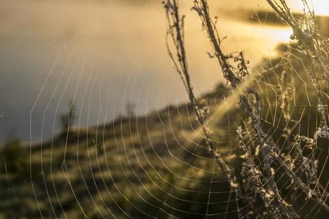 Spiderweb at dawn by the river Fotos de archivo