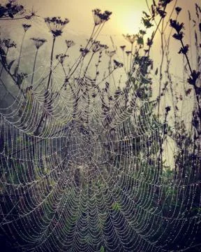 Spiderweb in the dew and dawn fx Foto stock
