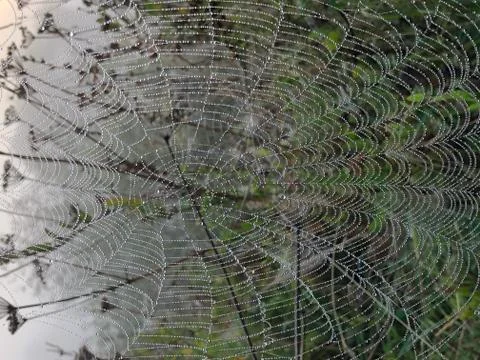 Spiderweb in the dew and dawn Foto stock