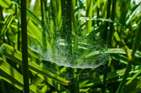 Spiderweb with dew droplets Stock Photos