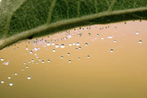 Spiderweb dew drops shimmer in sun macro shot Stock Photos